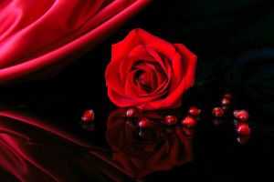 Red Roses on Black Background 2560x1600 notebook