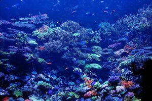 new coral background 2100x1400 picture