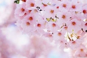 Sakura Flower Wallpaper 2880x1800 samsung