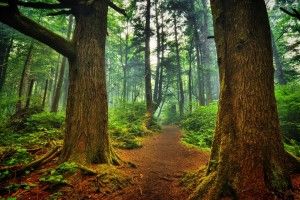 Forest Wallpapers 1920x1200 for xiaomi