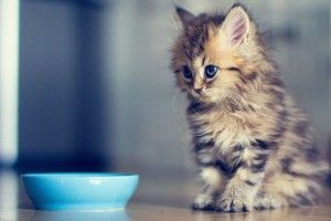 download free Funny Kittens Wallpaper 1920x1080