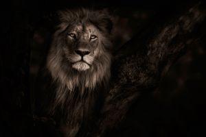 best lion background 2048x1280 for phone