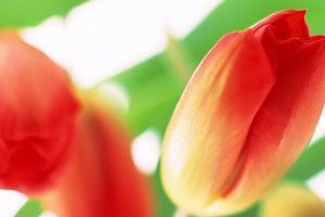 new Tulip Flowers Wallpapers 2560x1600 for android 5.0