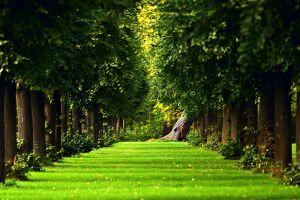 best forest wallpaper hd 2560x1600