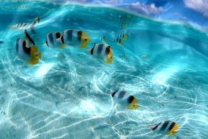top Living Wallpapers for Pc 2560x1440 for mac