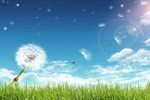 summer background 1920x1080 image