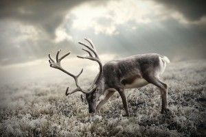large Reindeer Wallpaper 1920x1080 for phones