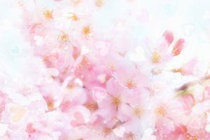 free pink flower background 1920x1200 download free