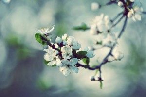 most popular Apple Blossom Wallpaper 2560x1600 windows 7