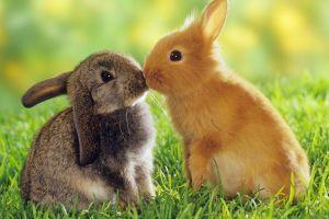 popular bunny wallpaper 2048x1152 for iphone 7