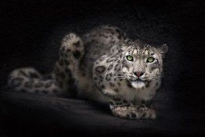 gorgerous Wildcat Wallpaper 1920x1200