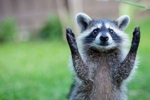 Animal Desktop Backgrounds 1920x1080 image