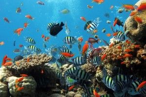 best Underwater HD Wallpapers 1920x1080 for android