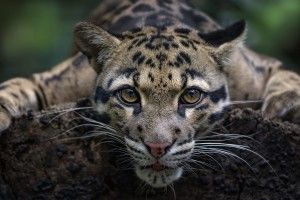 most popular Clouded Leopard Wallpaper 2048x1365