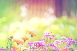 Spring Flowers Background 2560x1600 picture