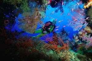 full size Scuba Diving Wallpaper 1920x1080 meizu