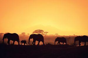 african background 1920x1200 for hd 1080p