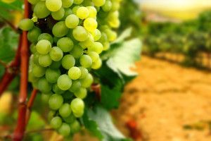 gorgerous Grapes Wallpaper 2560x1600 for computer