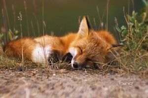 popular Red Fox Wallpaper 1920x1200 free download