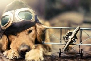Cool Dog Backgrounds 2560x1440 htc