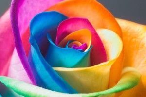 large Rainbow Flower Wallpaper 1920x1200 notebook