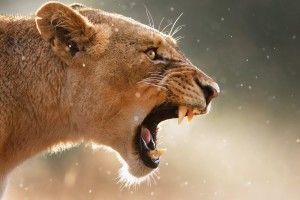 vertical Lioness Wallpaper 2560x1440