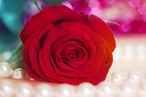 new Red Rose Wallpaper Images 2560x1600