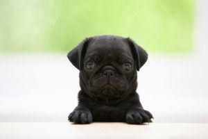 vertical Black Pug Wallpaper 1920x1200