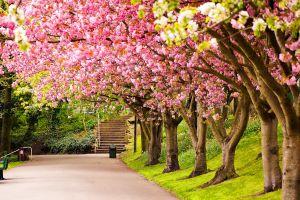 widescreen park background 1920x1200 windows 10
