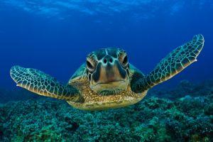 download free underwater background 1920x1080 for android tablet