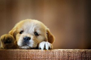 Dog Desktop Backgrounds 1920x1200 for iphone 6