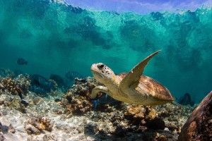 large Sea Turtles Wallpaper 1920x1200 for iPad