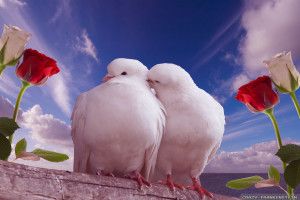 popular Sweet Love Wallpaper 1920x1200 for hd 1080p