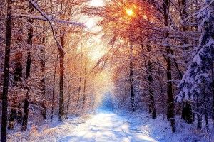 gorgerous Snowy Scenes Wallpaper 2048x1280 download free