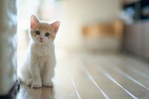 White Cat Wallpapers 1920x1280 high resolution