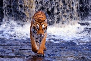 widescreen Tiger HD Wallpaper 1920x1080 ios