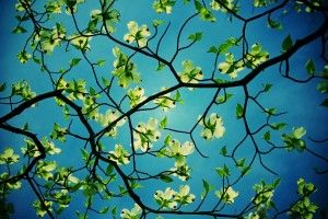 Tree Desktop Background 3000x2000 4K