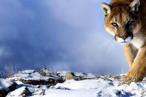 gorgerous Animal Desktop Wallpaper 1920x1080 for iphone 6