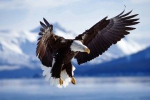 top Eagle Background Pictures 1920x1080