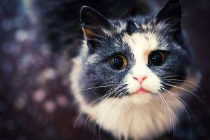 popular cat backgrounds 2560x1600 for retina