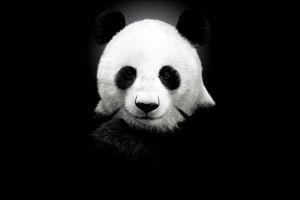 widescreen panda background 1920x1200 for iphone 6