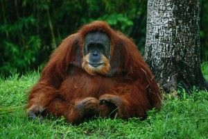Orangutan Wallpaper 2048x1365 for samsung galaxy