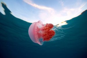Jellyfish Background 2048x1311 free download