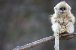 Cute Monkey Wallpapers 1920x1200 samsung