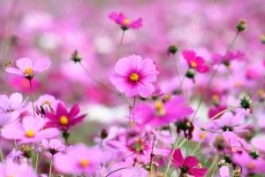Full Screen Desktop Wallpaper 3000x2000 Full HD