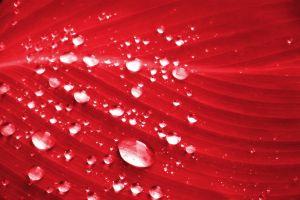 free download red wallpaper hd 1920x1200