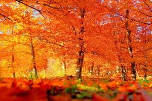 top Autumn Background Pictures 1920x1280 for hd 1080p