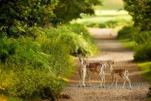 Wildlife Backgrounds for Desktop 1920x1200 for windows 10