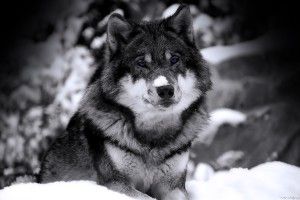 most popular Majestic Wolf Wallpaper 1920x1200