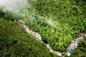 free download rainforest background 2560x1600